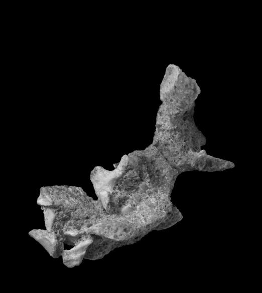 2011 TURNER et al.: MAHAKALA ANATOMY AND PHYLOGENY 9 A B Lect 10 mm Figure 6. IGM 100/1033, Mahakala omnogovae. A, Possible right ectopterygoid in dorsal view. B, Left ectopterygoid in dorsal view.