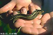 Water Snake Garter Snake found near water mostly in rural areas. Feeds on small fish and frogs. Bears live young. Rough Green Snake-Harmless. A delicate slender bright green snake.