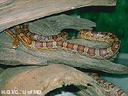 It is a stout snake with a beige background with broad coppery-colored hour glass shaped bands across the back.