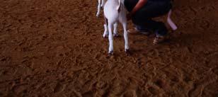 Fiber and Meat Goat, Poultry, Small Animal &