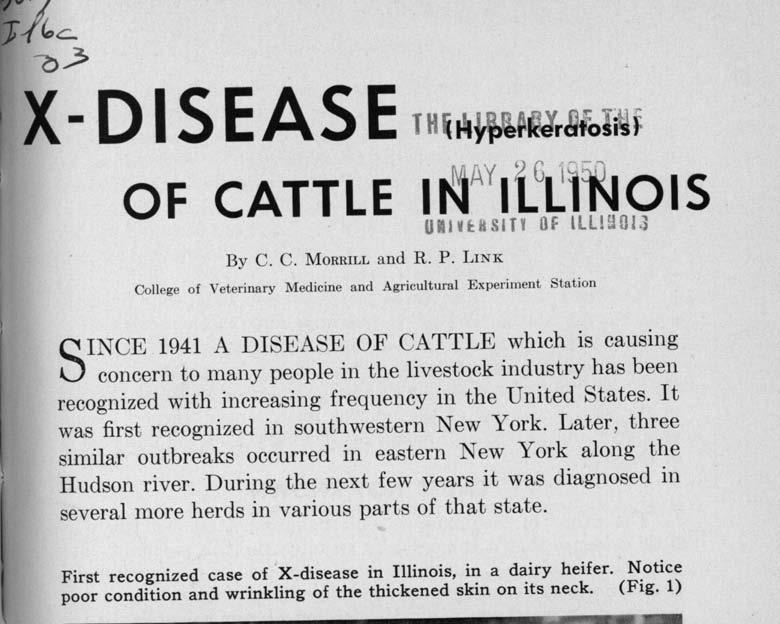 X-DISEASE TH S INCE OF CATTLE I AYllG{ - OIS By C. C. MORRILL and R. P.