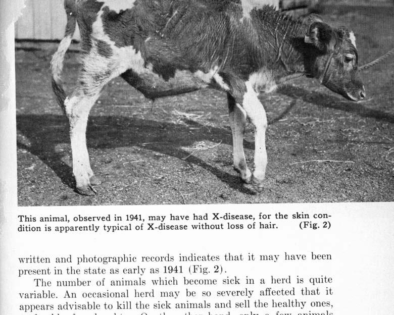 This animal, observed in 1941, may have had X-disease, for the skin condition is apparently typical of X-disease without loss of hair. (Fig.