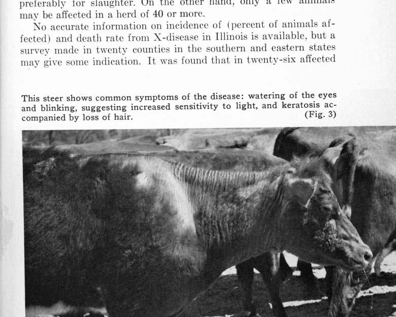 An occasional herd may be so severely affected that it appears advisable to kill the sick animals and sell the healthy ones, preferably for slaughter.