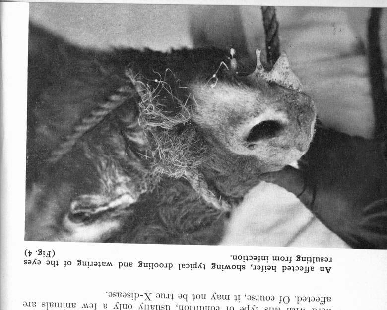 An affected heifer, showing typical drooling and watering of the eyes resulting from infection. (Fig.
