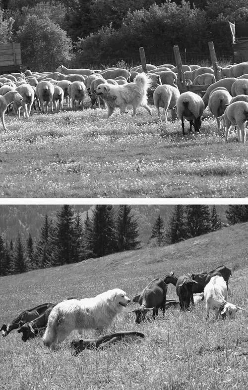Figure 1. Livestock protection dogs were developed in Asia and Europe to protect sheep and goats from brown bears and gray wolves. Photograph: Thomas M. Gehring and Kurt C. VerCauteren.
