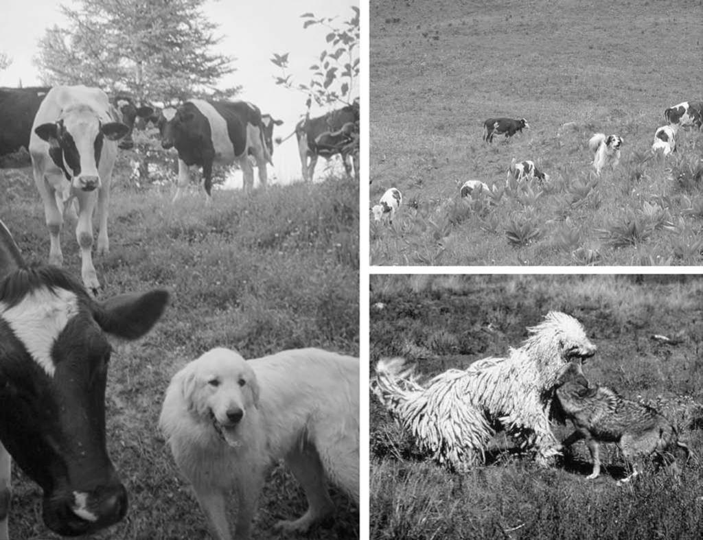Figure 4. Effective livestock protection dogs display trustworthy, attentive, and protective behaviors. Photographs: Anna C. Cellar, Kurt C.