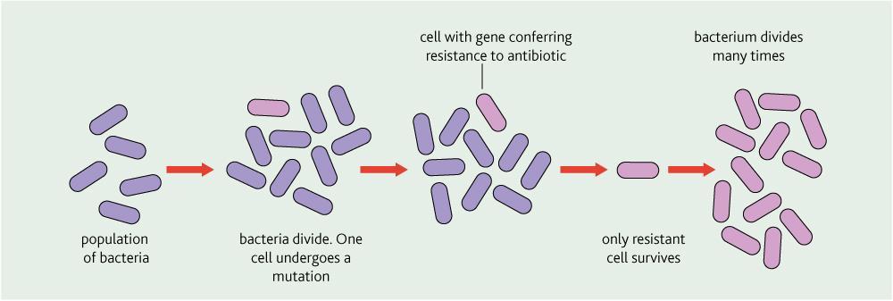 The problem of antibiotic resistance Mutations drive resistance Mutations occur in around one in a million cells If a mutation