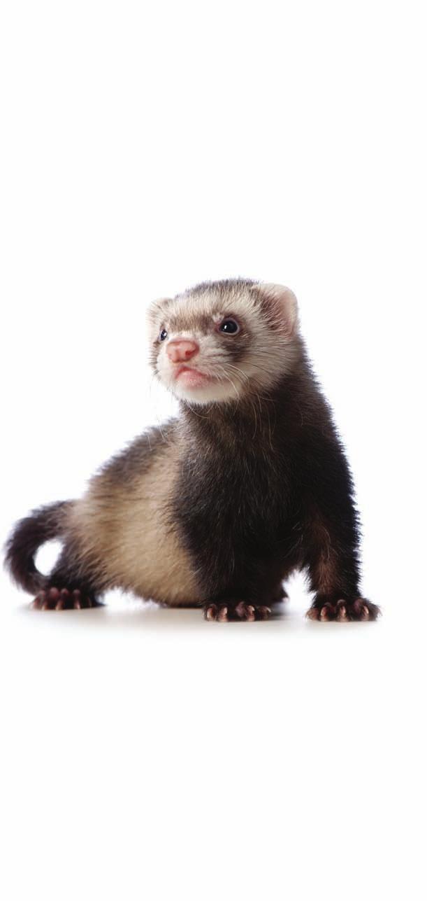 Caring for your ferret Produced