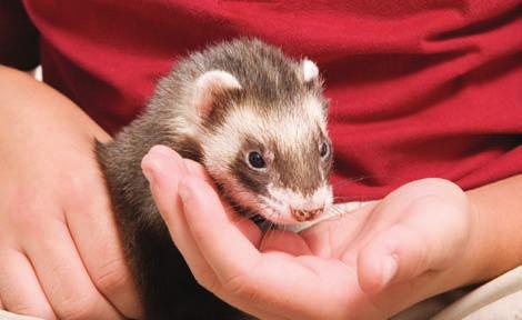 Leslie Banks istockphoto.com the event that you do need to take your ferret to the vet then you have information about your ferret which may help the vet in caring for your animal.