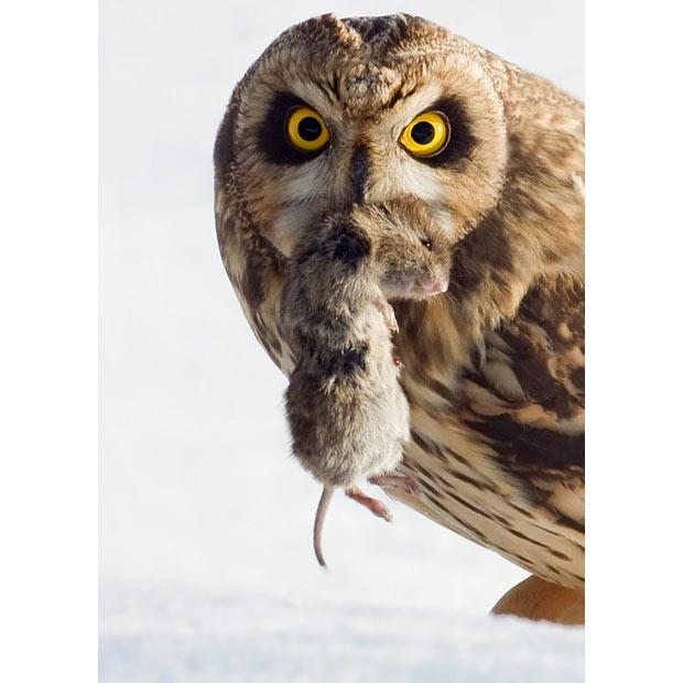 A Genetic Drift Story Weakened by hunger, the owl suffers its own epidemic, from a murderous virus. Only fourteen birds survive.