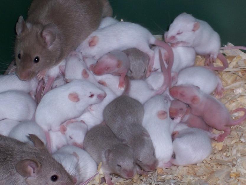 A Genetic Drift Story Let s give the mouse another plague of woe, just to be fair: a respiratory infection, contagious and lethal, causes eight hundred fatalities. None of this is implausible.