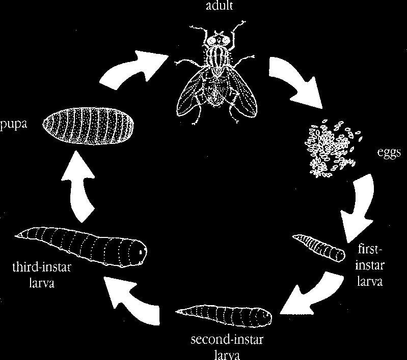 Although some mange mites are present yearround, cooler fall and winter weather appears to promote mite reproduction.