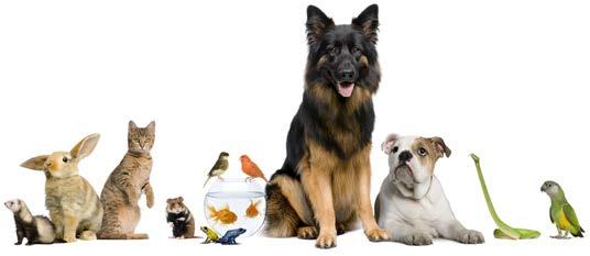QUIZ: Emergency Preparedness for Pets Test your knowledge. Circle one answer for each question. 1. How much food and water should I prepare for each pet? a. Three day supply b. One week supply c.