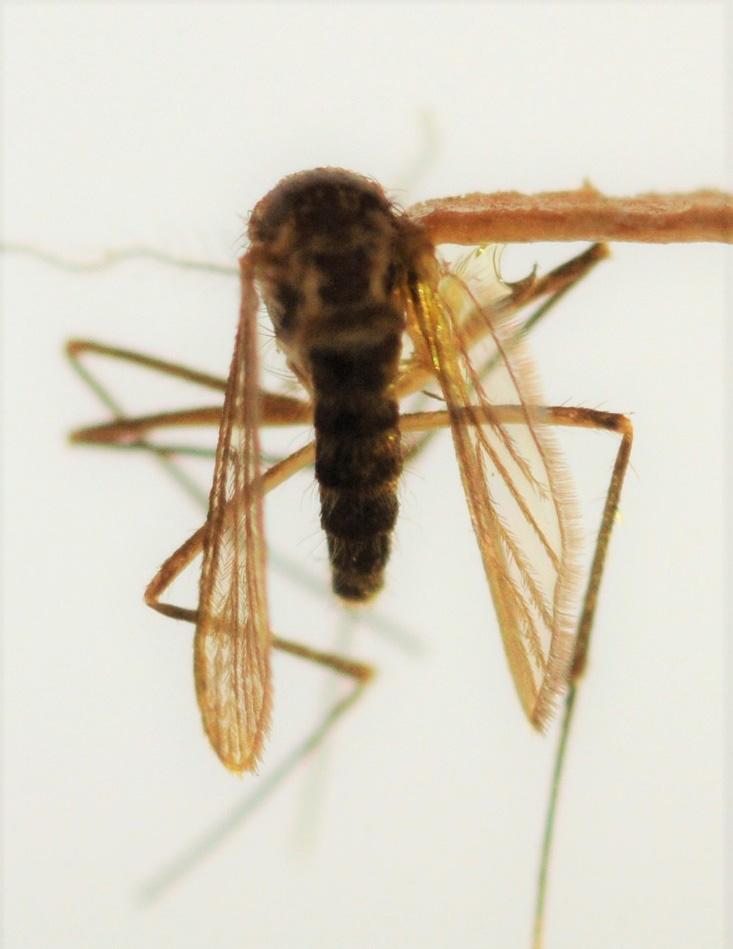 Absence of a pointed abdomen Culex: Quickly identified by presence of a very blunt abdomen (marked). Usually small to medium-sized mosquitoes.