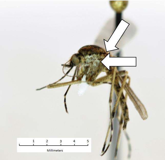 Aedes sollicitans, Eastern Saltmarsh Mosquito Aedes triseriatus, Eastern Treehole Mosquito Medium to large mosquito.