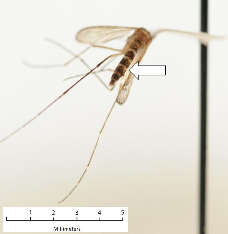 Aedes vexans, Inland Floodwater Mosquito Anopheles quadrimaculatus, Common Malaria Mosquito Small, dark mosquito with bands on the legs.