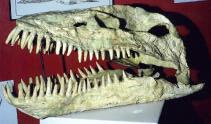 Mosasauridae (mosasaurs): Late Cretaceous only; survived until very end of Cretaceous True lizards Mosasauroidea includes Mosasauridae and some non-oceanic semi-aquatic forms Close relatives of