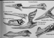 Avialae (birds, a type of theropod dinosaur) Pterosauria (pterosaurs, possibly the sister group to Dinosauriformes within Ornithodira, but may be more primitive archosauriforms) Pterosaurs: First
