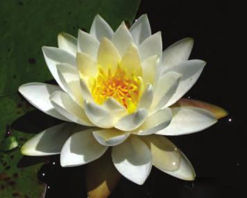 American White Water-lily The American White Water-lily (Nymphaea odorata) grows in aquatic habitats such as shallow lakes and ponds.
