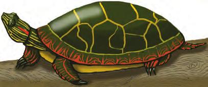 Did you know... that turtles have been alive since the time of the dinosaurs, over 200 million years ago? that a turtle s shell is actually part of its skeleton?