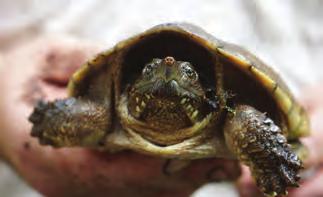 Herbivore, or plant-eating turtles have a beak that is more flat with grooves for crushing and mashing plants, whereas a carnivore, or meat-eating turtle has a sharper