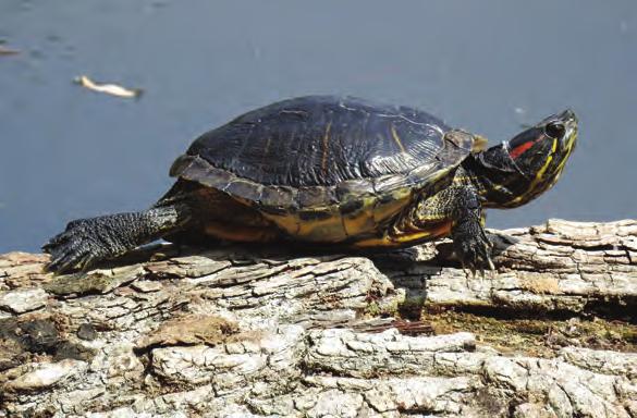 Turtles are able to grow because their shell is made of many fused or connected bones and special scales 4 called scutes. As a turtle grows, so does its shell.