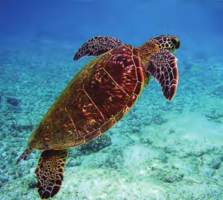As the turtle grows, the scutes get larger and form rings similar to a tree trunk.