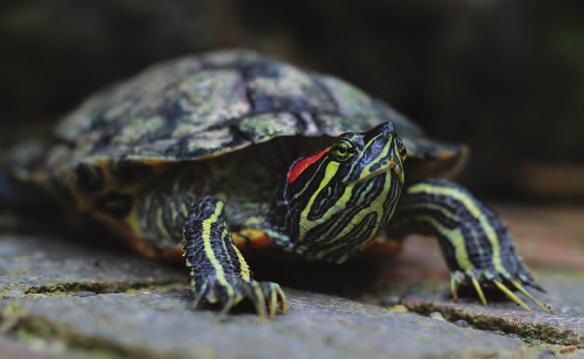 Red-eared Slider webbed feet with claws.