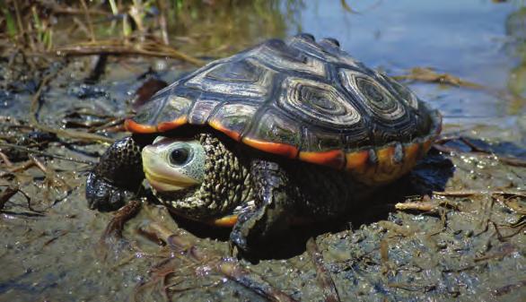 Box turtles and tortoises are different from other turtles because they only live on the land, so they have strong legs for moving around on the