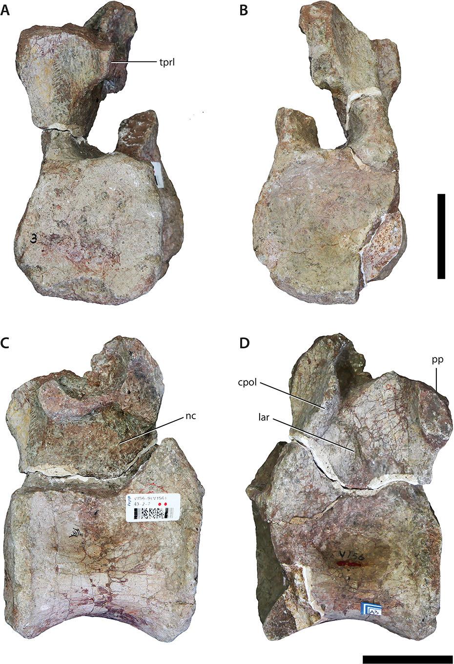 Figure 4 Dorsal vertebra (IVPP V156AIII). (A) Anterior view; (B) posterior view; (C) left lateral view; (D) right lateral view.