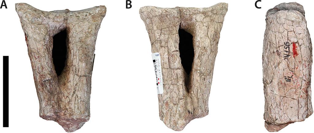 Figure 10 Chevron (IVPP V156B). (A) Anterior view; (B) posterior view; (C) lateral view. Scale bar equals 5 cm. Photographs by B.W.M. Figure 11 Scapular blade (IVPP V156B). Lateral view.