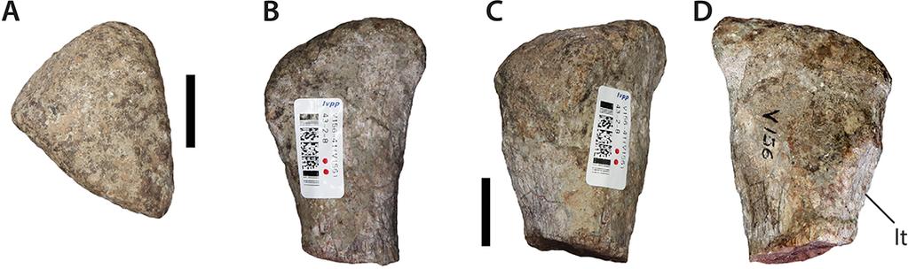 latter surface (= the anteroproximal crest) appears to have been slightly modified by erosion, this morphology is consistent with that seen in most sauropodomorph taxa (e.g., Antetonitrus (McPhee et al.