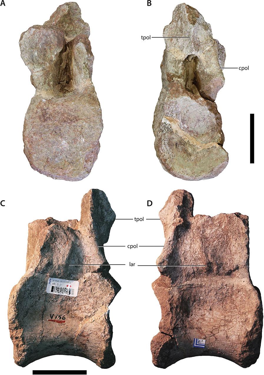 Figure 3 Dorsal vertebra (IVPP V156AII). (A) Anterior view; (B) posterior view; (C) left lateral view; (D) right lateral view.