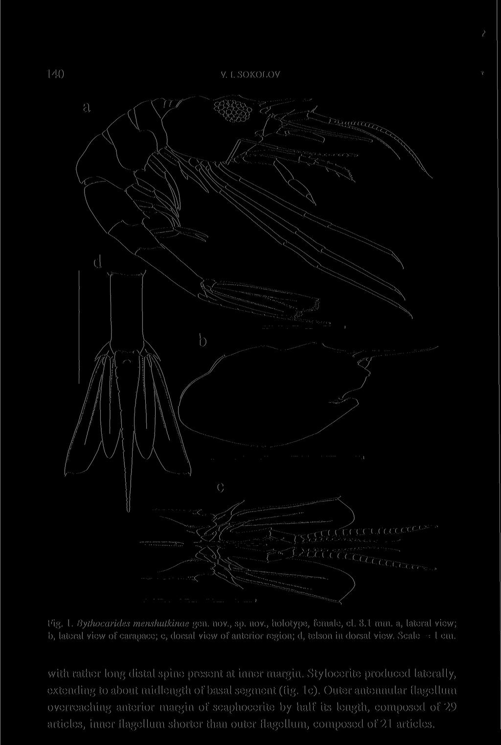 140 V. I. SOKOLOV Fig. 1. Bythocarides menshutkinae gen. nov., sp. nov., holotype, female, cl. 8.1 mm.