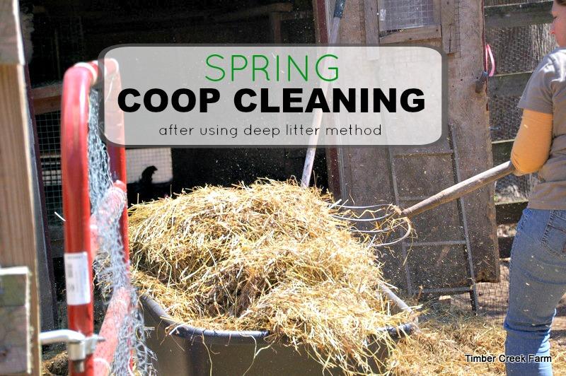 Spring coop cleaning day is a big day when we have used the deep litter method of coop maintenance. This deep litter needs to be completely cleaned out as the temperatures begin to warm.