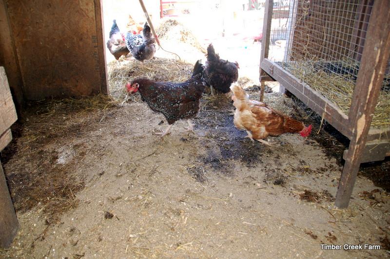 You can read more about this method here. Once the weather starts to stay warmer, it is time to throw open the doors to the coop and begin scraping out the winter s bedding.