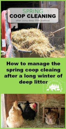 For more information on coop cleaning read this post keeping your coop smelling fresh.