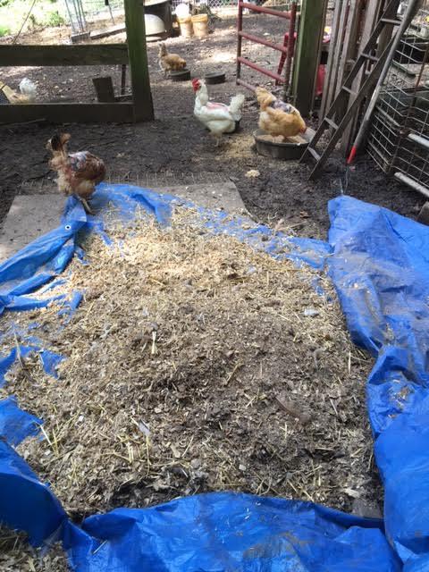 Step 2 Scrap, sweep, shovel and rake all of the bedding material from the coop.