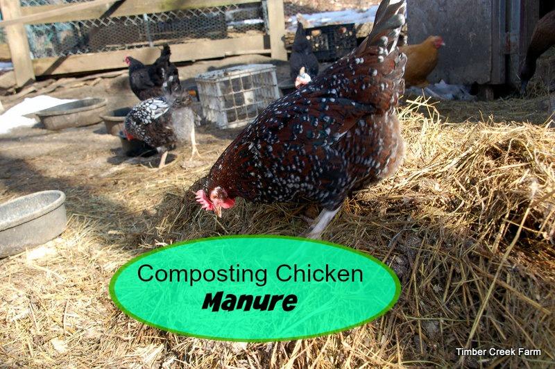 Managing and Chicken Manure Composting Composting chicken manure is a side benefit of raising chickens. Chickens provide us with hours of companionship, fresh eggs, and manure! Lots of manure.