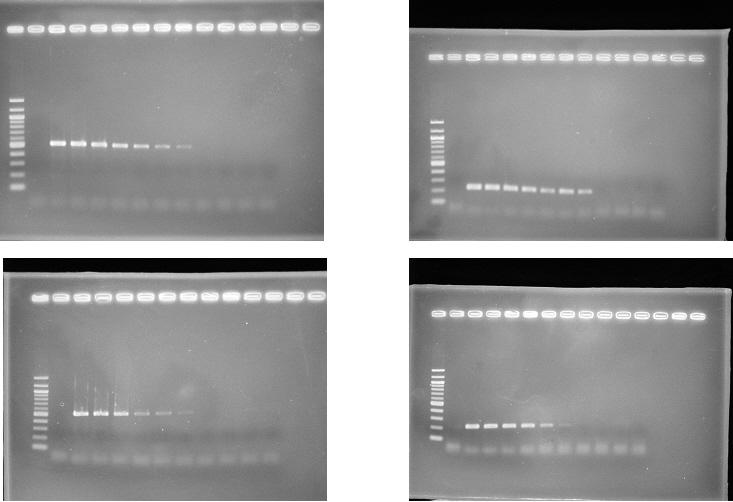 Omp 25 Baily 16M 2308 Figure 11. Results of the agarose gel electrophoresis of the PCR amplification products of 2308 and 16M in sterile H 2 O using CFU as template and both primer sets.
