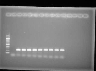of DNA isolated from dilutions of 16M and 2308
