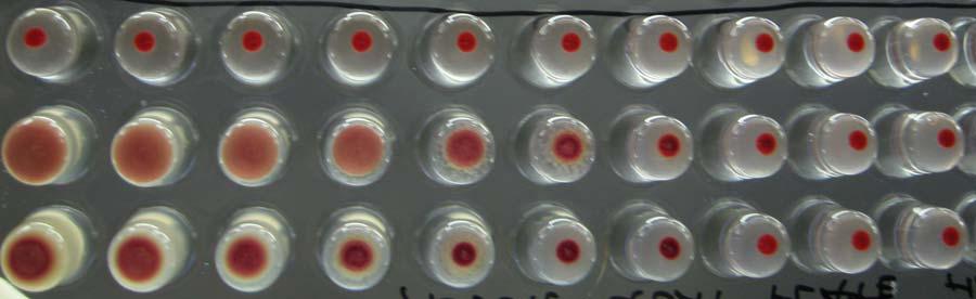 Figure 6. Assay comparing the hemagglutinating capabilities of RB51 and RB51-QAE using caprine erythrocytes.