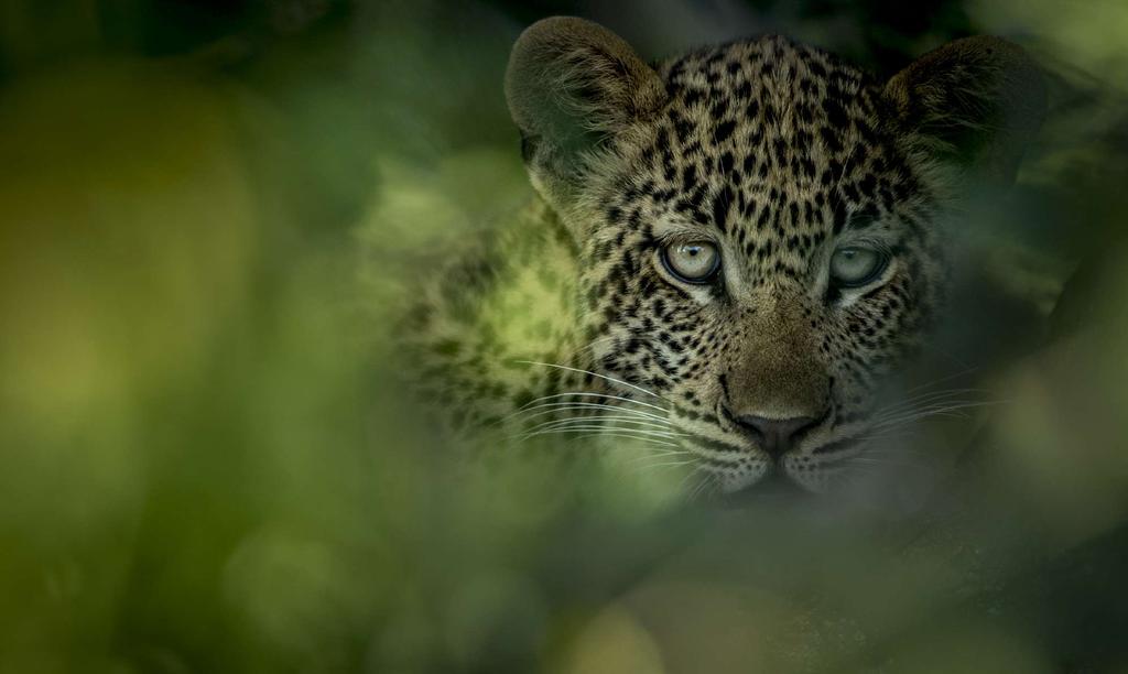 SINGITA PARTNERS WITH PANTHERA IN SUPPORT OF THEIR