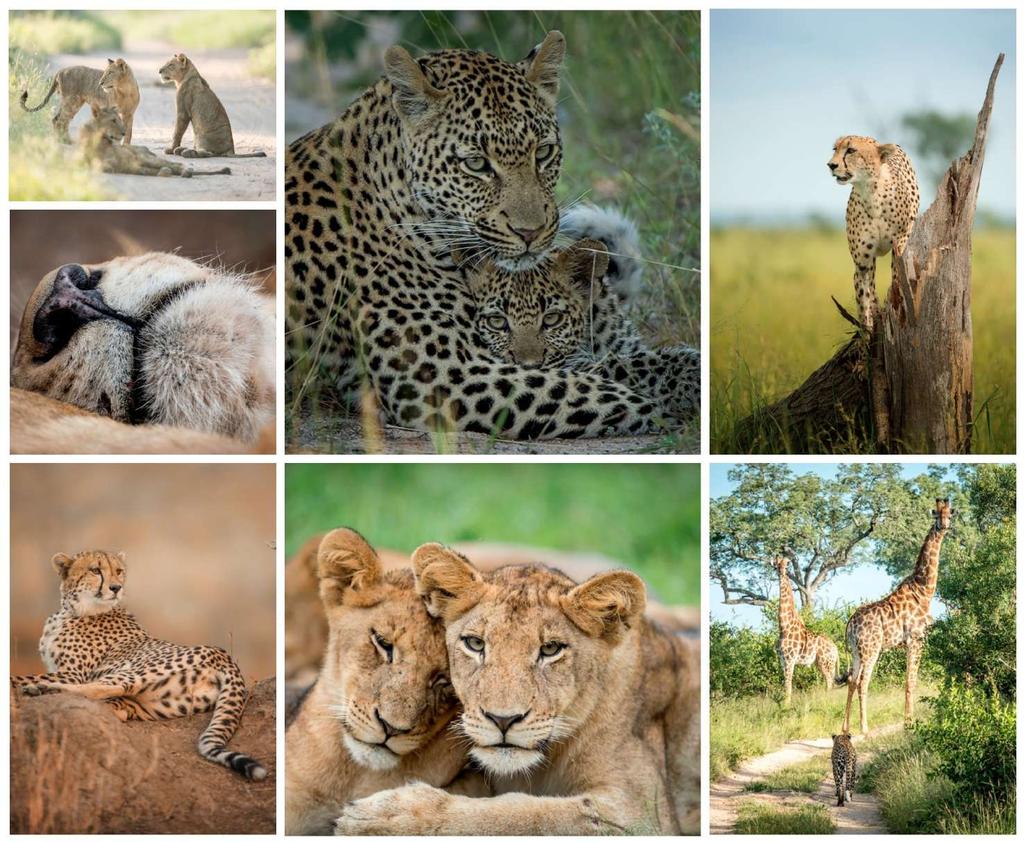 ABOUT PANTHERA Panthera is an international organisation dedicated to the survival of the world's 40 wild cat species and their environments, developing innovative strategies to address the numerous