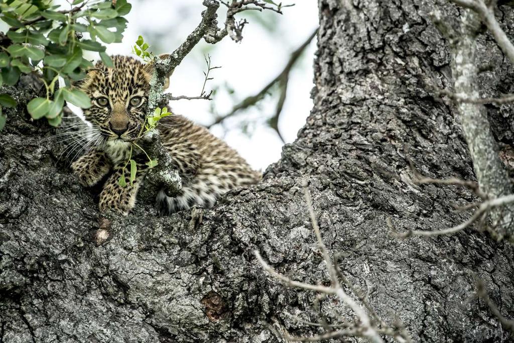 A SPECIES UNDER THREAT Recognised as the world s leading authority on the conservation status of biological species, the IUCN Red List classifies leopards as vulnerable, meaning that they are at high