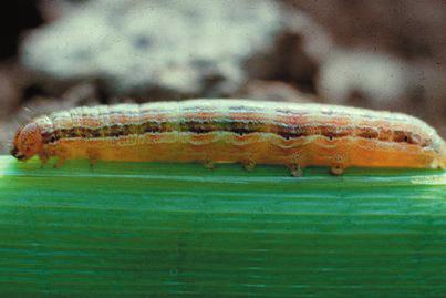 Army Worm INSECT APPEARANCE: The armyworm caterpillars are light tan to dark brown with yellow, orange, or dark brown stripes down the lengths of their backs. They are 3/4 inch to 2 inches long.