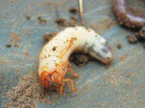 G r u b s Grubs SYMPTOMS: Grass grubs attack the roots of most pasture plants, but their numbers are highest under susceptible species such as white clover and ryegrass and very low under the