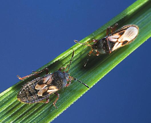 B Chinch Bugs INSECT APPEARANCE: Adult chinch bugs are small, from 1/16 to 1/4 inch long, depending on the species.