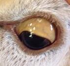 Enterotoxemia (Yellow lamb disease) - High mortality in lambs during the first week of life Type A - Ingestion of