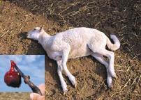 C. perfringens types D&E Type D (α, ε toxins) Sheep: enterotoxemia known as overeating disease or